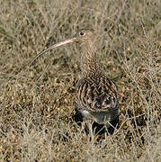 Eurasian Curlew