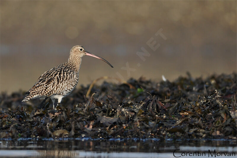 Eurasian Curlew