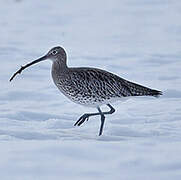 Eurasian Curlew