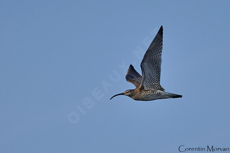 Eurasian Whimbrel