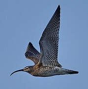 Eurasian Whimbrel