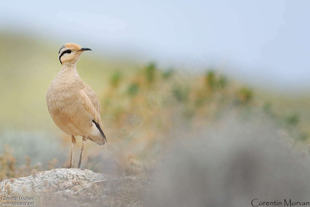 Cream-colored Courseradult, Behaviour