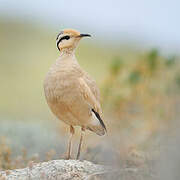 Cream-colored Courser