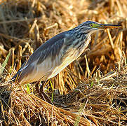 Squacco Heron