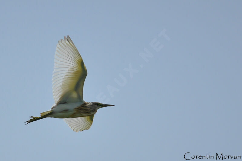 Squacco Heron