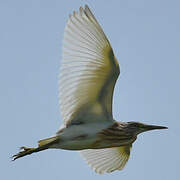 Squacco Heron