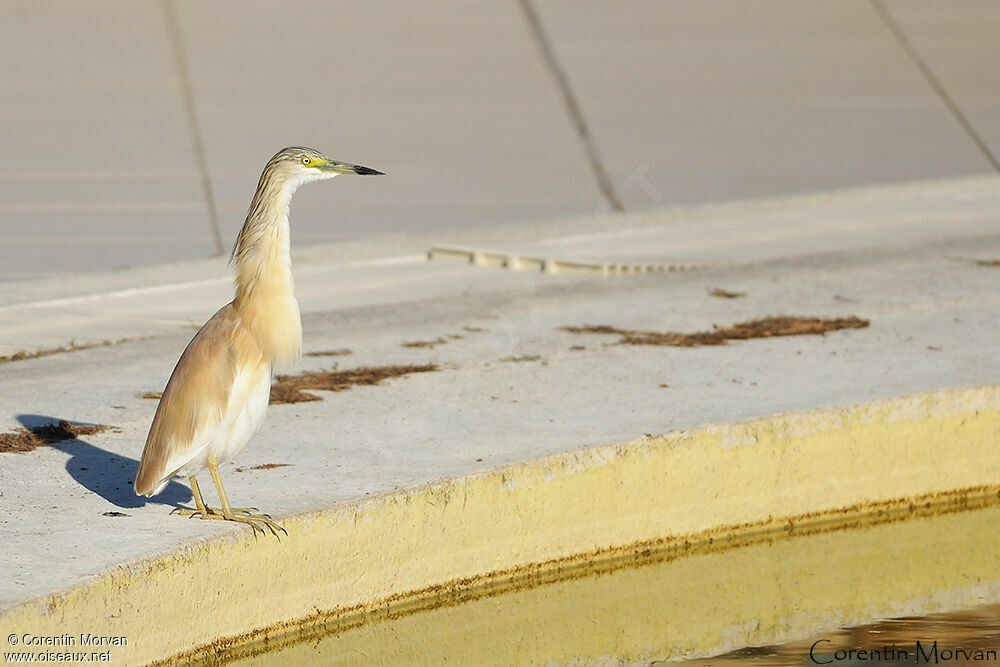 Squacco Heron