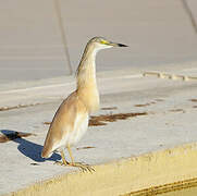 Squacco Heron