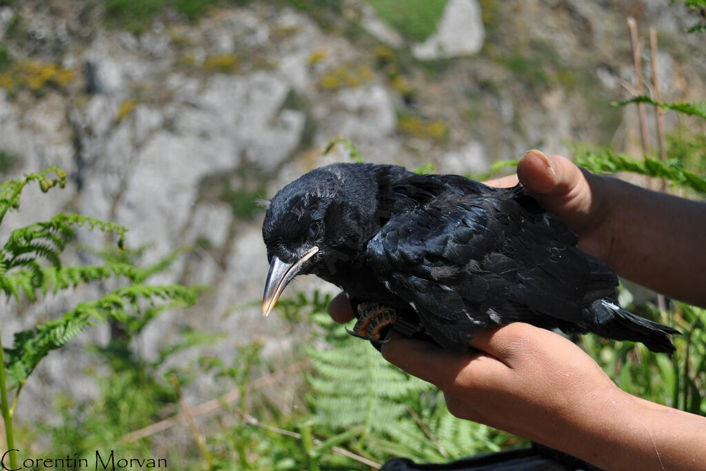 Red-billed Choughjuvenile