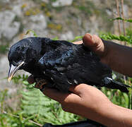 Red-billed Chough