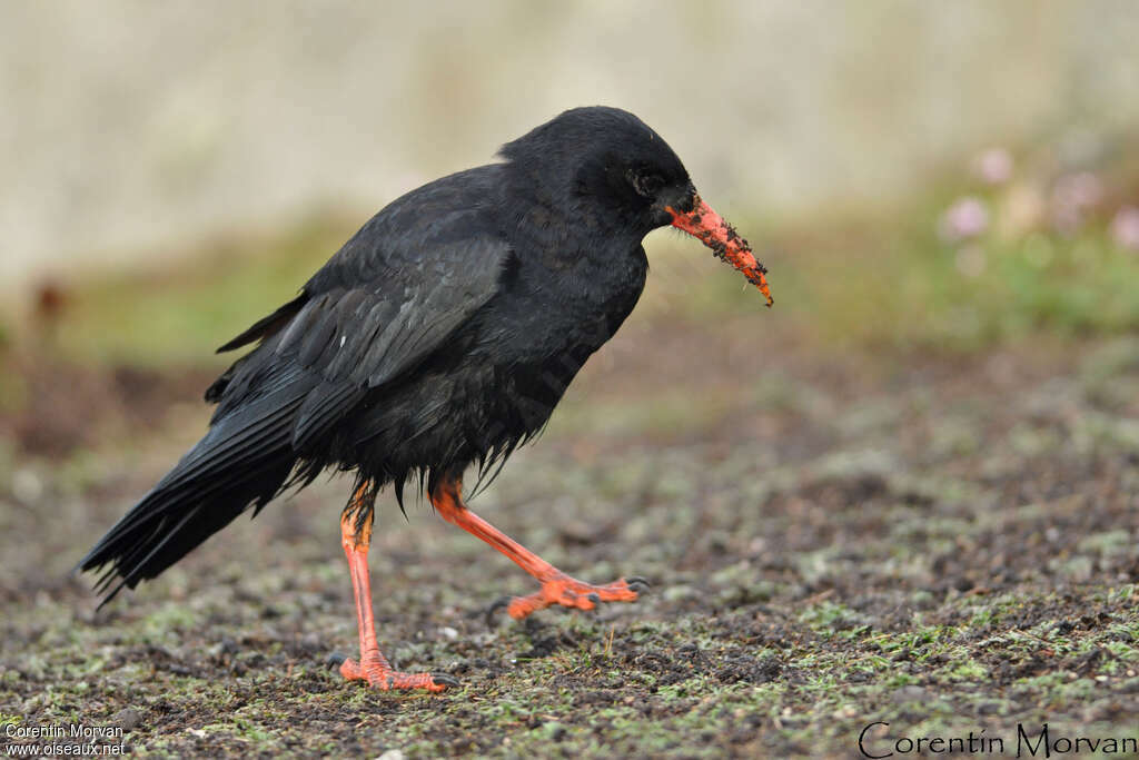 Red-billed Choughadult, Behaviour