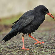 Red-billed Chough