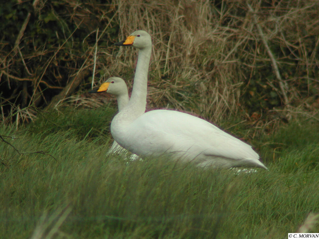 Cygne chanteur