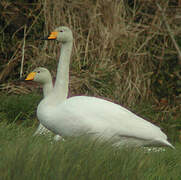 Cygne chanteur