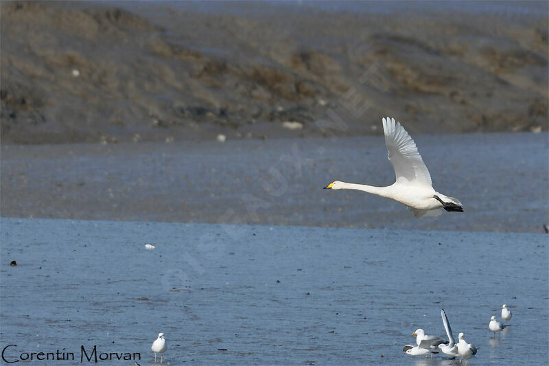 Cygne chanteur