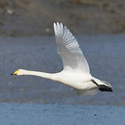 Whooper Swan