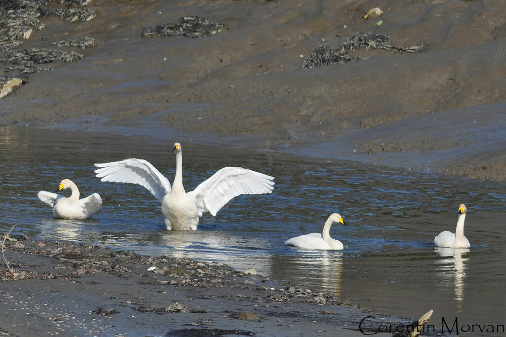 Whooper Swan