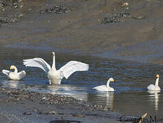 Whooper Swan