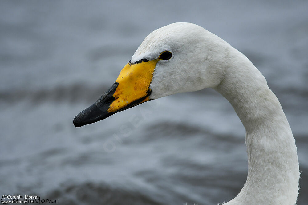 Cygne chanteur