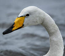 Cygne chanteur