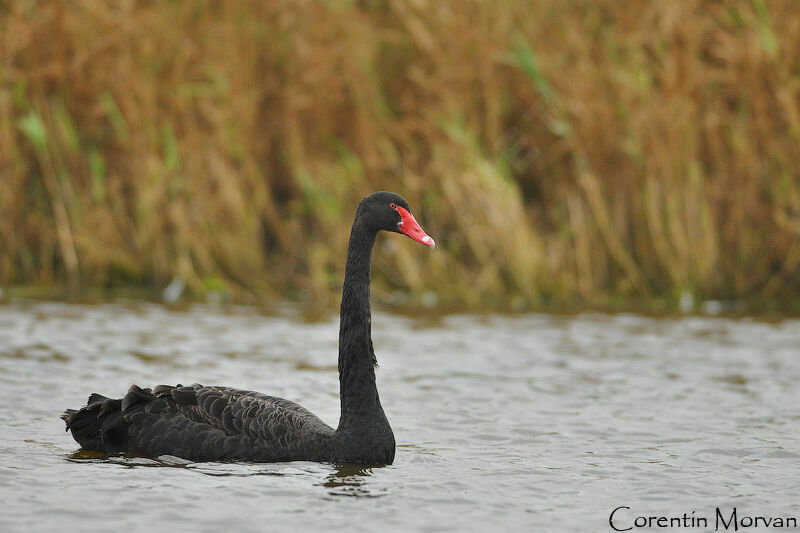 Cygne noir