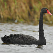 Cygne noir