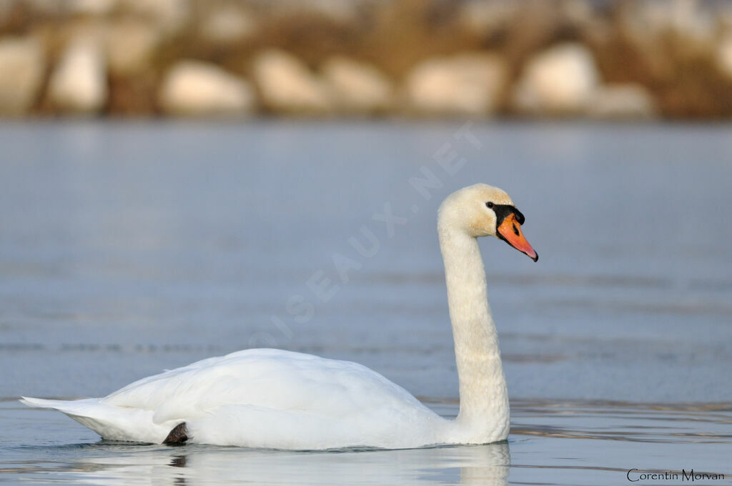 Cygne tuberculéadulte, identification