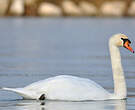 Cygne tuberculé