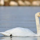 Cygne tuberculé