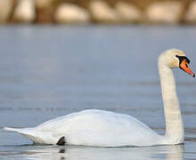 Cygne tuberculé