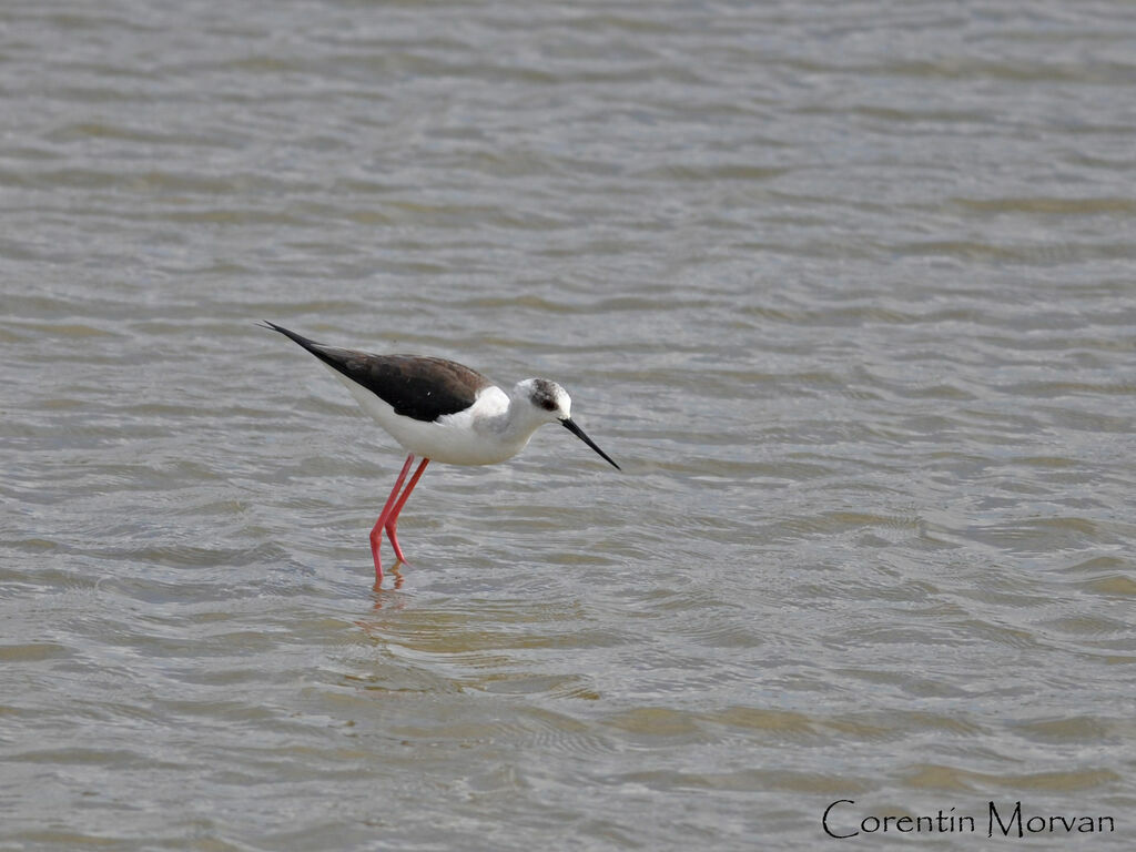 Black-winged Stilt