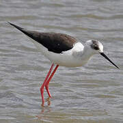 Black-winged Stilt