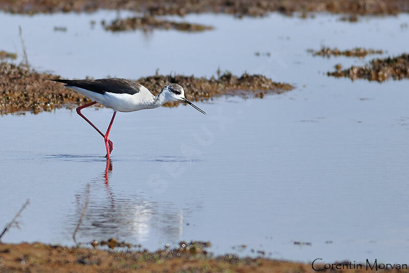 Échasse blanche