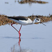 Black-winged Stilt