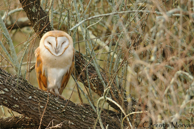 Western Barn Owl