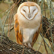 Western Barn Owl