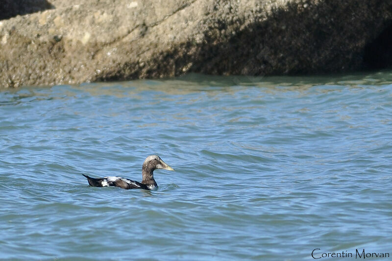 Common Eider