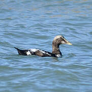 Eider à duvet