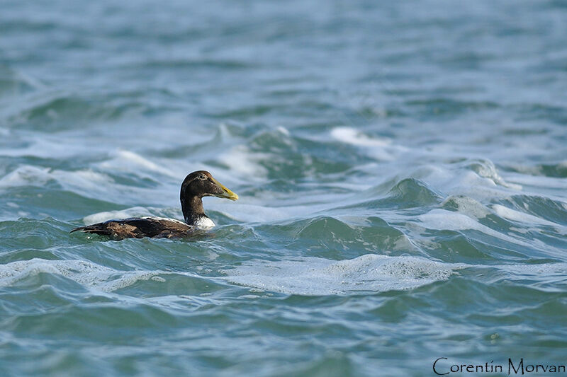 Eider à duvet