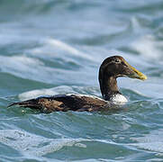 Common Eider