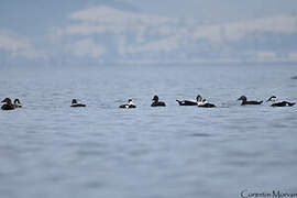 Common Eider