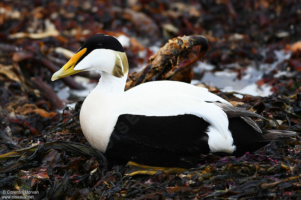 Eider à duvet