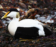 Common Eider