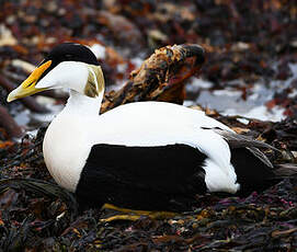 Eider à duvet