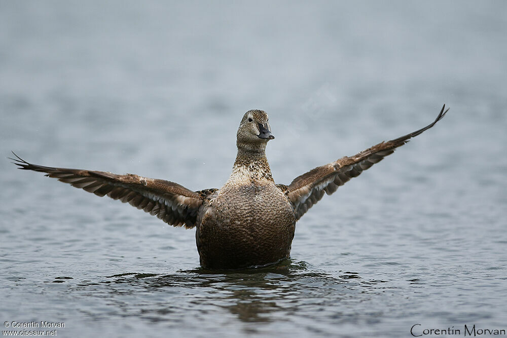 Eider à tête grise