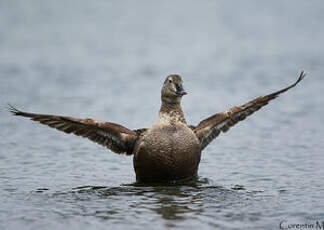 Eider à tête grise