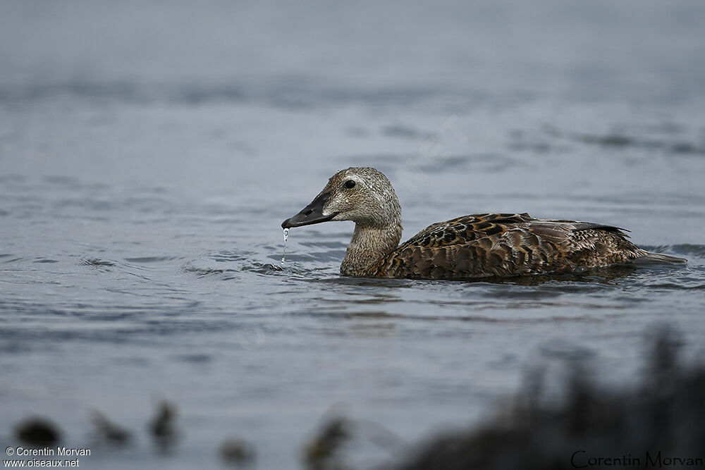 Eider à tête grise