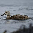 Eider à tête grise