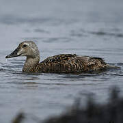 King Eider