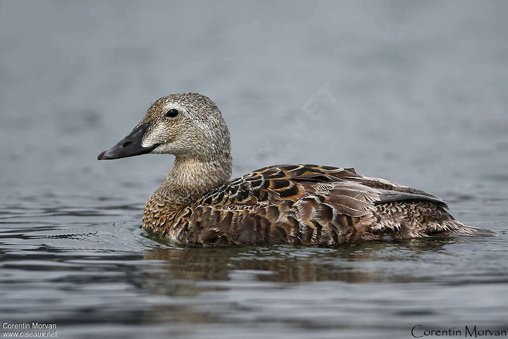 Eider à tête grise femelle 2ème année, identification